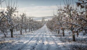 Obstbäume: Dieser Handgriff im Februar rettet Ihre Sommerernte (bevor es zu spät ist)