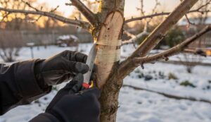 Feigenbaum: Dieser Handgriff im Spätwinter schenkt Ihnen kostenlos einen zweiten Baum