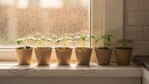Tomaten auf der Fensterbank vorziehen, ohne dass die Keimlinge umkippen: der Pappbecher-Trick